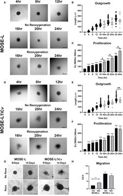 Mitochondrial plasticity supports proliferative outgrowth and invasion of ovarian cancer spheroids during adhesion